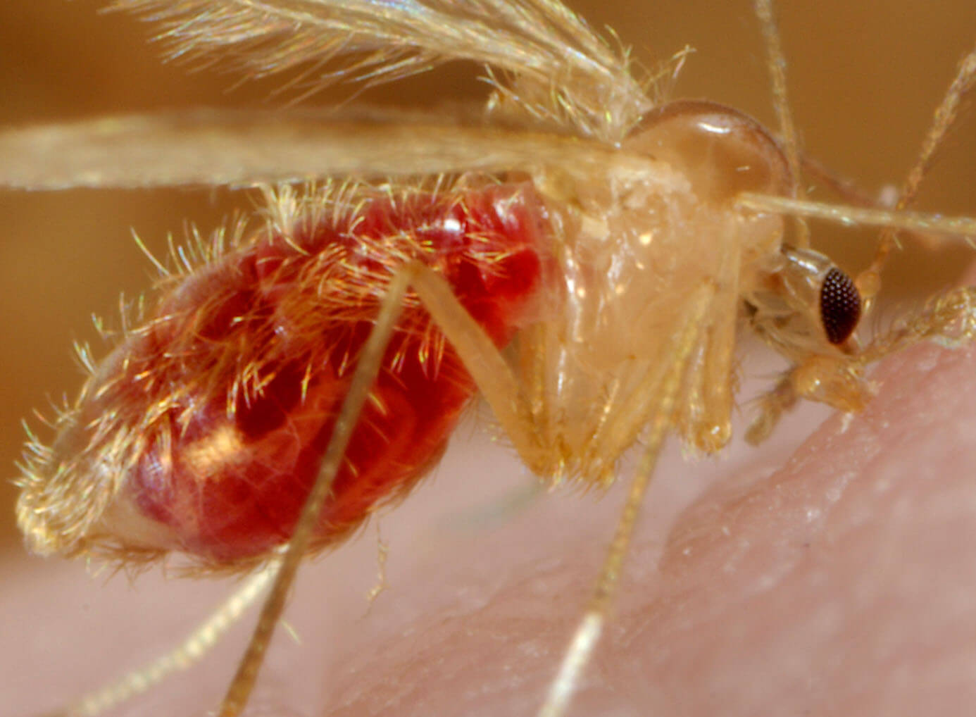 Sand fly on skin up close image