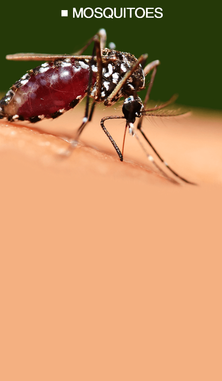 Mosquito Biting Arm Background Mobile